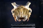 Caribou (Cranium (Axial) - Caudal)