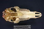 Caribou (Cranium (Axial) - Ventral)