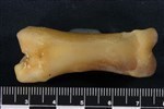 Caribou (Phlanx Proximal (Pes) (Left) - Bottom)