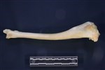 Caribou (Tibia (Right) - Medial)