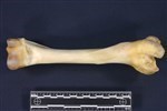 Caribou (Humerus (Right) - Lateral)