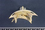 Common Goldeneye (Sternum (Keel) (Axial) - Caudal)