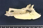 Common Goldeneye (Sternum (Keel) (Axial) - Right)