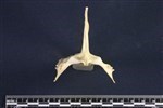 Common Murre (Sternum (Keel) (Axial) - Cranial)