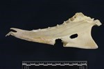 Tundra Swan (Sternum (Keel) (Axial) - Right)