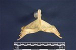 Common Loon (Sternum (Keel) (Axial) - Cranial)