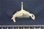 Horned Grebe (Sternum (Keel) (Axial) - Cranial)