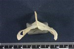 Horned Grebe (Sternum (Keel) (Axial) - Caudal)