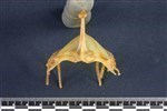 Wedge-tailed Shearwater (Sternum (Keel) (Axial) - Cranial)