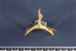 Northern Pintail (Sternum (Keel) (Axial) - Cranial)