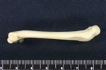 Willow Ptarmigan (Humerus (Right) - Lateral)