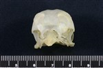 Willow Ptarmigan (Cranium (Axial) - Cranial)