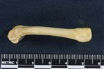 Canvasback (Femur (Left) - Lateral)