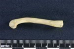 Common Goldeneye (Femur (Left) - Lateral)