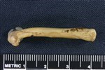 Oldsquaw (Femur (Left) - Lateral)
