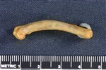 Wedge-tailed Shearwater (Femur (Right) - Medial)