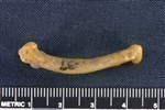 Wedge-tailed Shearwater (Femur (Right) - Lateral)