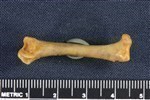 Wedge-tailed Shearwater (Femur (Right) - Posterior)