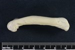 Double-crested Cormorant (Femur (Left) - Lateral)
