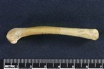 Common Raven or Northern Raven (Femur (Left) - Lateral)