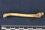 Northern Pintail (Humerus (Left) - Medial)