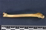 Northern Pintail (Humerus (Left) - Lateral)