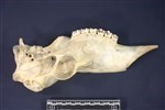 Caribou (Cranial Section: Left (Left) - Left)