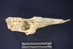 Caribou (Cranial Section: Left (Left) - Ventral)