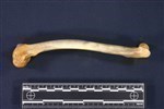 Coyote (Femur (Left) - Lateral)