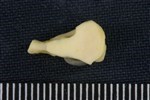 Coyote (Distal Tarsal 3 - 3rd Cuneiform (Left) - Distal)