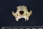 Coyote (UWBM 39395 - Cranial)