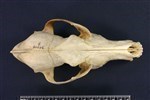 Coyote (Cranium (Left) - Dorsal)