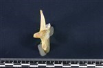Coyote (Mandible Right (Right) - mesial)