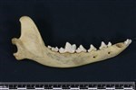 Coyote (Mandible Right (Right) - buccal)