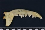 Coyote (Mandible Right (Right) - linqual)