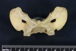 Coyote (Cervical Vertebrae 1 - Atlas (Axial) - Ventral)