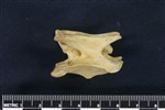 Coyote (Cervical Vertebrae 3 (Axial) - Left)