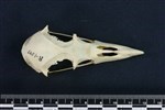 Northern Fulmar (Cranium (Axial) - Dorsal)