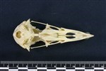 Northern Fulmar (Cranium (Axial) - Ventral)