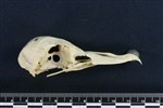 Northern Fulmar (Cranium (Axial) - Right)