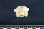 Northern Fulmar (Cranium (Axial) - Caudal)