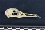 Kittiwake (Cranium (Axial) - Right)