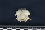 Kittiwake (Cranium (Axial) - Caudal)