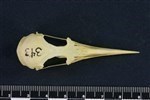 Common Tern (Cranium (Axial) - Dorsal)