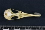 Common Tern (Cranium (Axial) - Ventral)