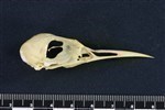 Common Tern (Cranium (Axial) - Right)