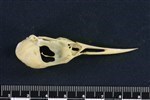 Common Tern (Cranium (Axial) - Left)