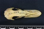 Common Goldeneye (Cranium (Axial) - Dorsal)