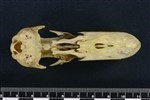 Common Goldeneye (Cranium (Axial) - Ventral)