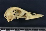 Common Goldeneye (Cranium (Axial) - Right)